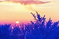 Sunset at frosty trees a cold winter evening Royalty Free Stock Photo