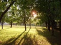 Sunset in the fruit garden