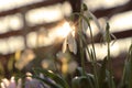 Sunset through Galanthus in afternoon hours. Golden hour on the garden. Galanthus nivalis with blurred background.  Springtime is Royalty Free Stock Photo