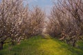 Sunset in garden with blossom apricots trees. Royalty Free Stock Photo