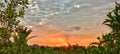 Sunset at the garden kratom Royalty Free Stock Photo