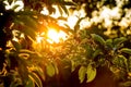 Sunset in garden. Rays of the sun penetrate through apple leave Royalty Free Stock Photo