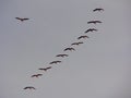 Sunset Geese Royalty Free Stock Photo