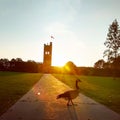 Sunset geese crossing Royalty Free Stock Photo