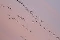 Sunset geese Royalty Free Stock Photo