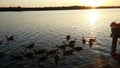 Sunset Geese Royalty Free Stock Photo