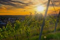 Sunset in a German vineyard near Mainz Royalty Free Stock Photo