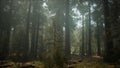 Sunset on the Giant Forest, Sequoia National Park, California Royalty Free Stock Photo