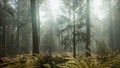 Sunset on the Giant Forest, Sequoia National Park, California Royalty Free Stock Photo