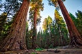 Sunset in the Giant Sequoia Forest, Sequoia National Park, California Royalty Free Stock Photo