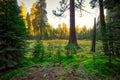 Sunset in the Giant Sequoia Forest, Sequoia National Park, California Royalty Free Stock Photo