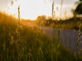 Wide sprawling spikelets of field grass shrouded in cobwebs. Royalty Free Stock Photo