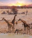 Sunset with Giraffe`s and Zebra`s at a waterhole