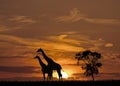 Sunset and The Giraffes