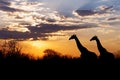 Sunset and giraffes in silhouette in Africa Royalty Free Stock Photo