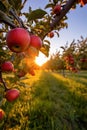 Sunset Glow on Apple Orchard