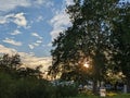 Sunset glow behind tree silhouette, light and shadow in urban nature Royalty Free Stock Photo