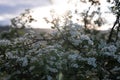 Sunset Glow on Blooming Hawthorn