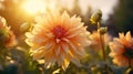 Sunset Glow Capture Dahlia flowers during the golden hour of sunset. Emphasize the warm, soft light illuminating the petals, Royalty Free Stock Photo