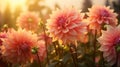 Sunset Glow Capture Dahlia flowers during the golden hour of sunset. Emphasize the warm, soft light illuminating the petals, Royalty Free Stock Photo