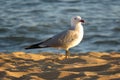 Lone seagull on a sandy beach