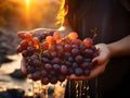 Sunset glow on grape fields: realistic handheld bunch of grapes