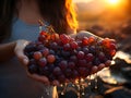 Sunset glow on grape fields: realistic handheld bunch of grapes