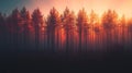 Sunset Glow Illuminates Tall Pine Forest Trees Royalty Free Stock Photo