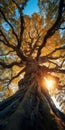 Sunset Glow Through The Majestic Old Oak Tree Royalty Free Stock Photo