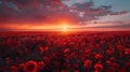 Sunset Glow Over Poppies Field: A Serene Nature Landscape Royalty Free Stock Photo