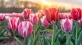 Sunset Glow over Vibrant Tulip Field - Serene Springtime Splendor Royalty Free Stock Photo
