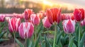 Sunset Glow over Vibrant Tulip Field - Serene Springtime Splendor