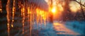 Sunset Glow through Winter Icicles. Concept Winter Sunset, Icy Landscape, Frosty Nature, Snowy