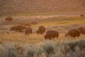 Sunset Glows Over Herd of Bison in Lamar Valley Royalty Free Stock Photo
