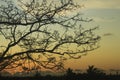 The Sunset goes behind the leafsless tree Royalty Free Stock Photo