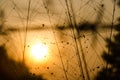 Sunset, golden background grass