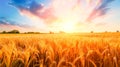 Sunset on a golden wheat field Royalty Free Stock Photo