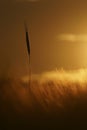 Sunset on a grain field. Wheat or barley silhouette with a wheat cornflower. Amazing sunset, dramatic scenic scene. Royalty Free Stock Photo