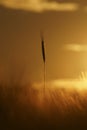 Sunset on a grain field. Wheat or barley silhouette with a wheat cornflower. Amazing sunset, dramatic scenic scene. Royalty Free Stock Photo