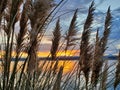 Dramatic sunset through the pampas grass with the Olympic mountain range taken from Raft Island Washington Royalty Free Stock Photo