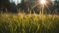 sunset in the grass grass background sun beam soft focus abstract nature grass background sun Royalty Free Stock Photo