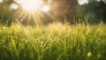 sunset in the grass grass background with sun beam, soft focus abstract nature Royalty Free Stock Photo