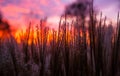 Sunset and grass