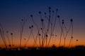 sunset, grass, view, flora, leaf, sun, color, sunrise, light, , herb, freedom, scenery, reveille, field