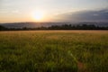 Sunset in Grassy Meadow