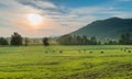 Sunset with Grazing Cows Powell County, KY Royalty Free Stock Photo