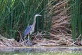 Great Blue Heron stands at the edge of the marsh at Dead Horse Ranch State Park near Cottonwood, Arizona