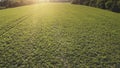 Sunset greem countryside field. Agriculture and farm concept. Aerial flight over fresh grass meadow