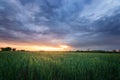 sunset on a green field