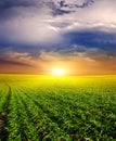 Sunset on the Green Field of wheat, blue sky and sun, white clouds. wonderland Royalty Free Stock Photo